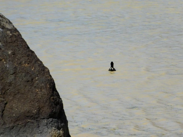 265AA03E576F44C91E48D8