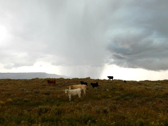 99228D3359BF4A94040E1D