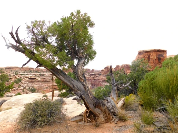 995D393359B482BC118813