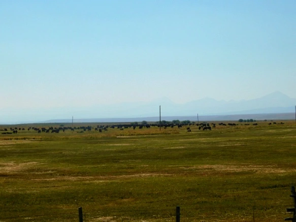 99CCF53359AB2BCA170767