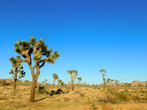 991C3D4C5BE11AF003FFEC