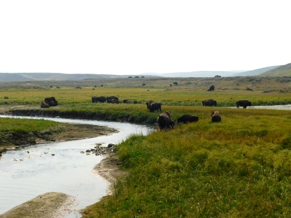 99405C3359AF0FF62ADC20