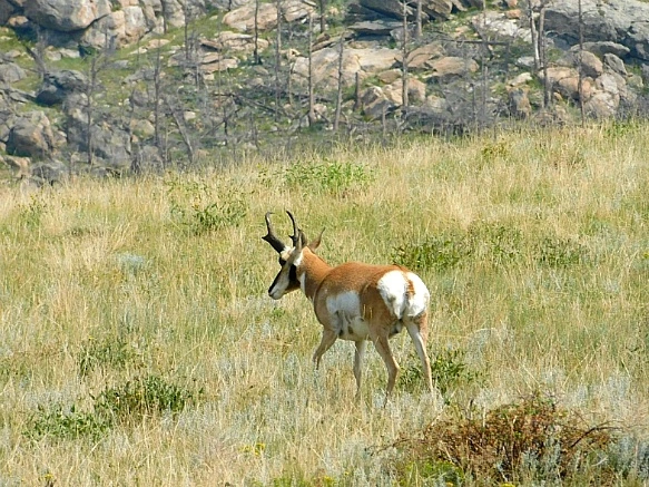 99211D455B7653E91D01FB