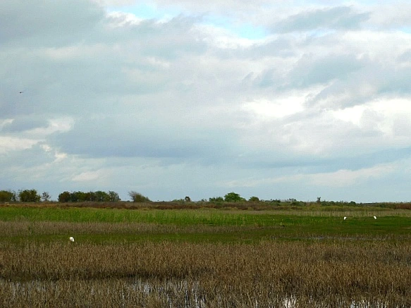 999F31385BF9F9E0043E4A