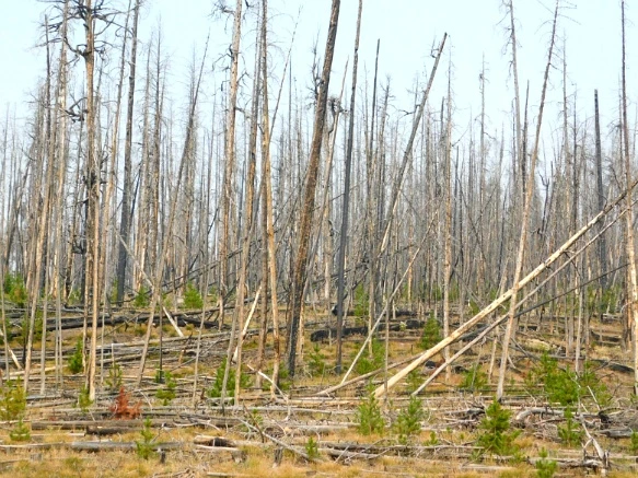 993F073359AF0E1A297282