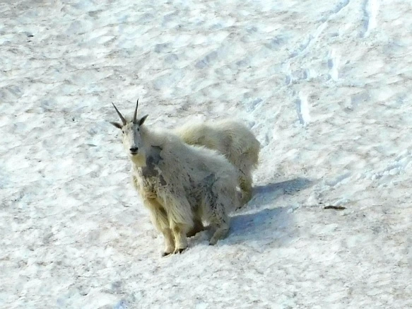 99F69C465B3577A514CDCC