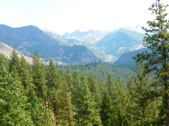 99AD3C3359A9EBD41F278B