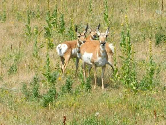 99051A4D5B7653E0183495