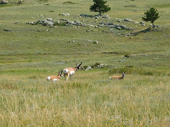 999FD44D5B7653E425E97E