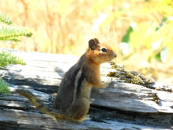 991F773359A4D3610E160C