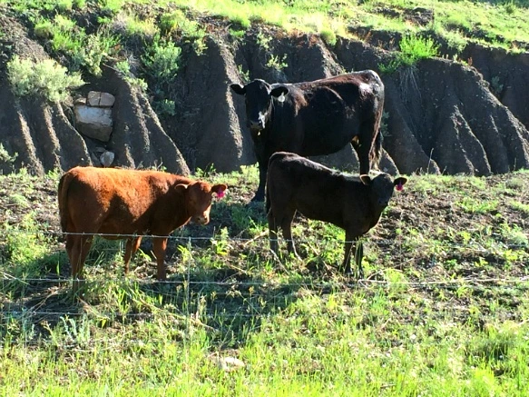 2175E63F575E32622479C5