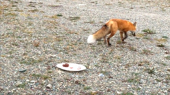 999FEF445B95EEF413DFBA