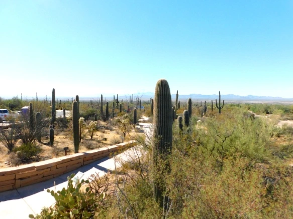 9962C4335A2A10C81E252F