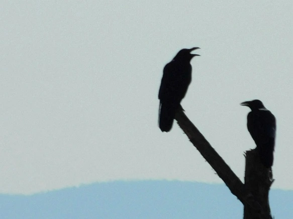 990ECE3359AB2918165672