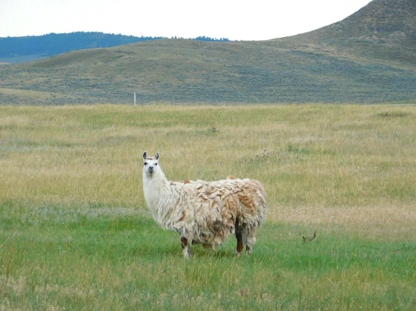 999DC6435B77A4081548B9