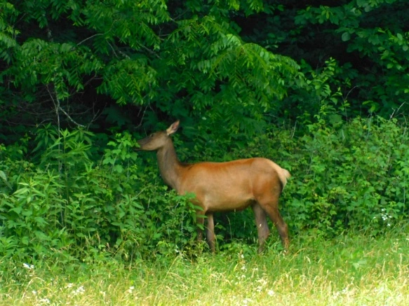 243C3948595096D20F5252