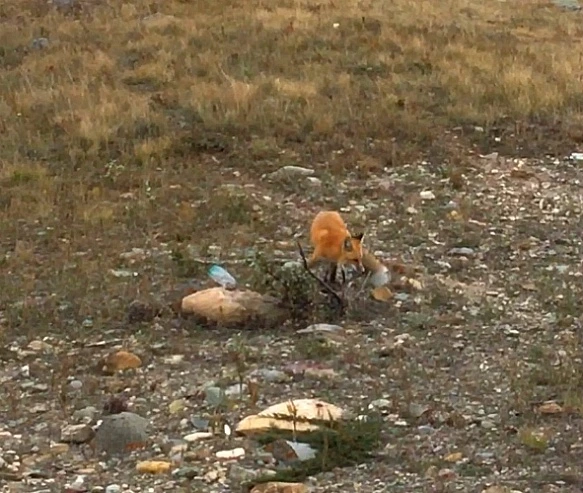 99946F435BA856240A39E4