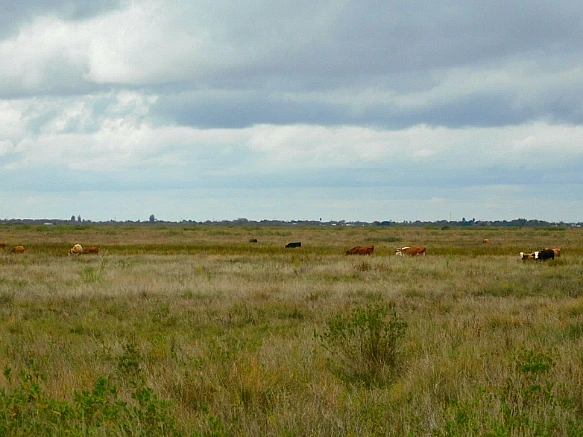 995110375BF9F8D3394993