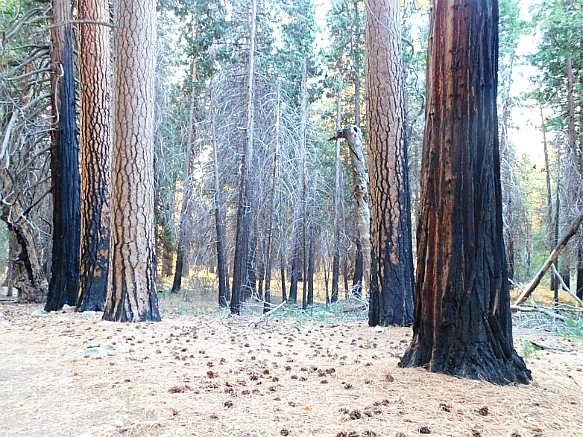 99CBB84A5BDBD9A90F6B5B