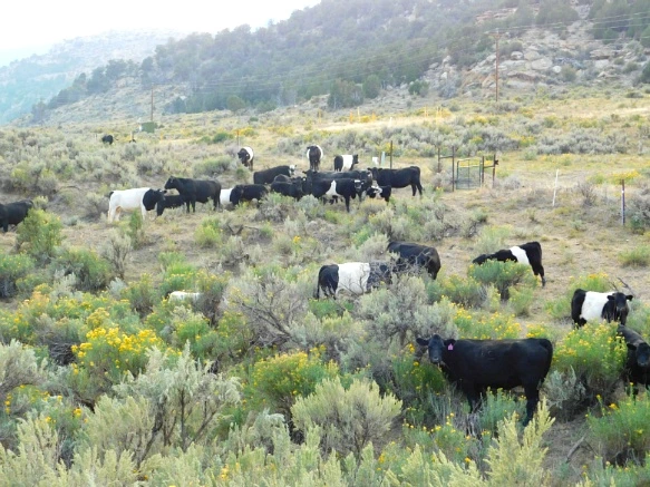 9944303359B1EDD432EF5E