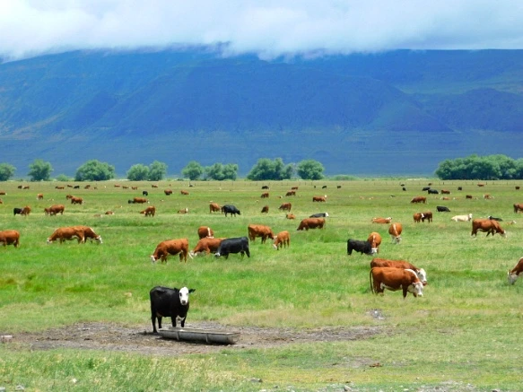 992B444A5B2DDE021B86FF