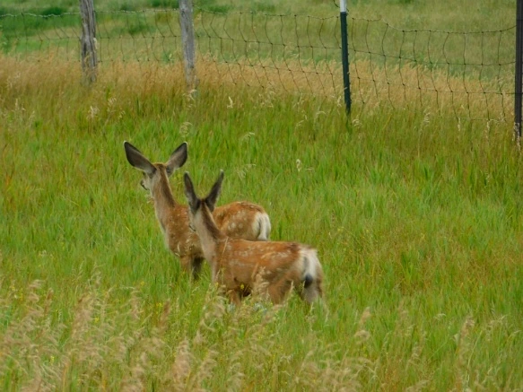 99F7EE3C5B77A3F611A044