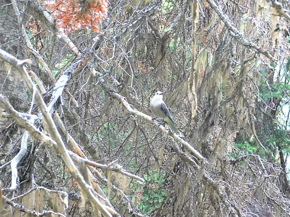 992D8D505BAB057D1ADBBF