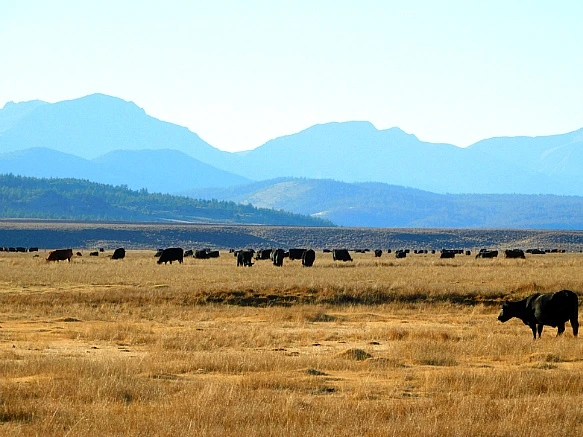 998F5E385BD3E6011874B4