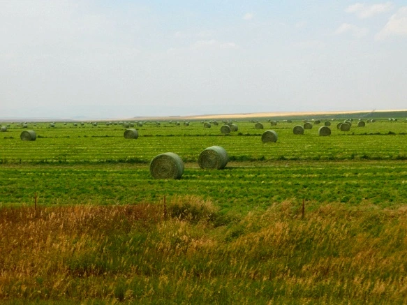 99748333599E4F351130F2