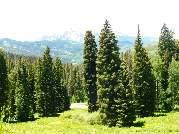 23487644595C31AE216E86