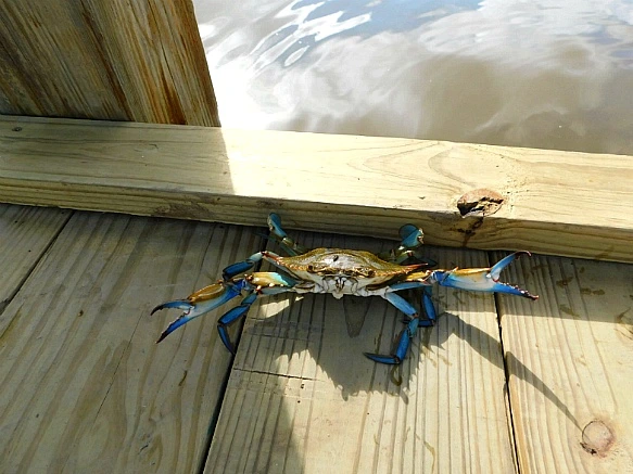 993B94375BF9F8CE03934F