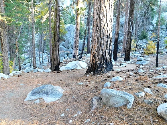 99F51F4A5BDBD9A01BA4CC