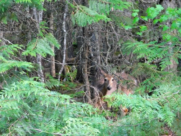 99F051475B3812D6038C29