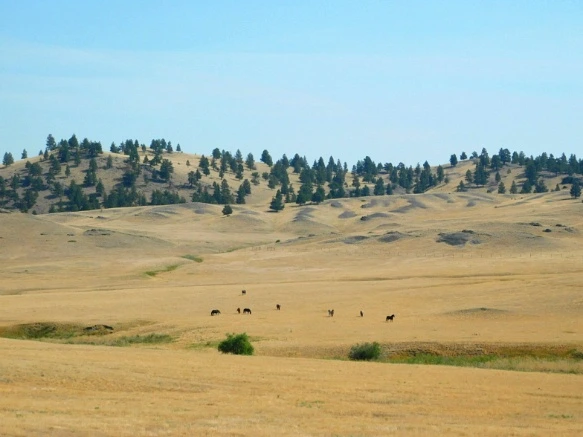 99F68433599F9D510FC372