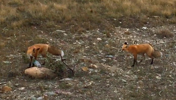 9994CA435BA856270A1412