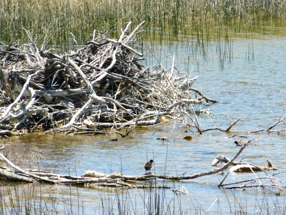 2369A346576CC63A21E3F0