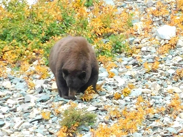 996B4F445B949D4C328E1F