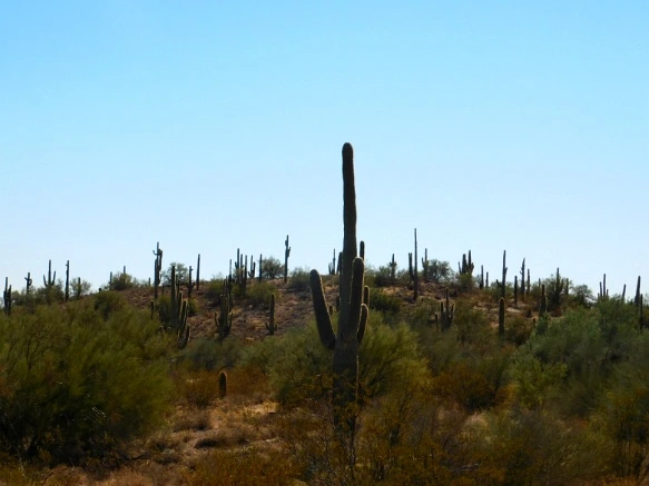 991F34335A25F32F2C1F3D