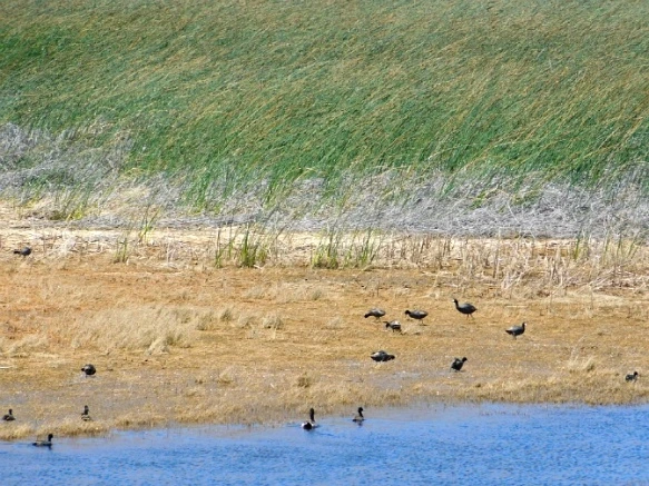 265A0346576CC6322FFDE1