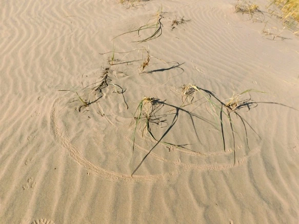 995BAE335A206EB82E485F