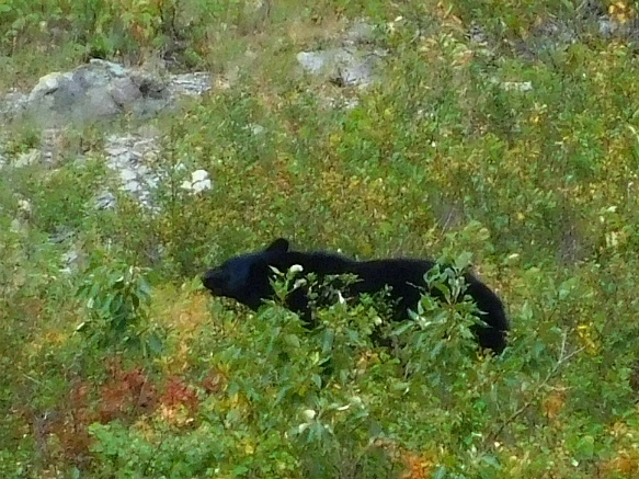 99F97F375B949DB625E88D