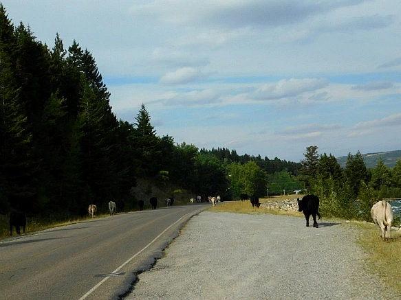 9953CC4C5B949F751E5A84