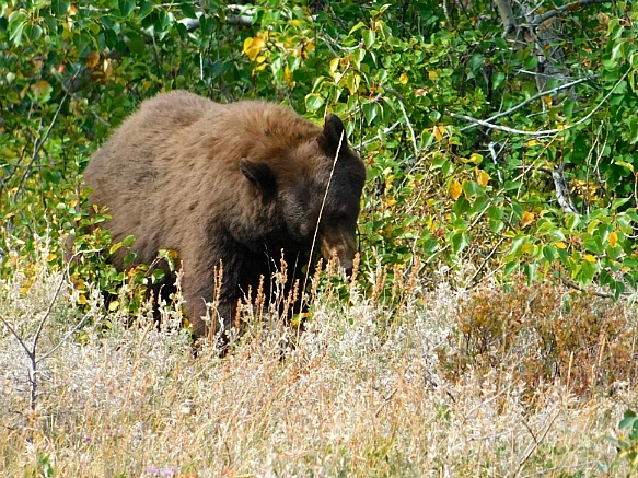 9949543C5B949F4426C420