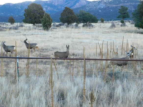 990BF3335A07C8722FAC48