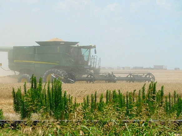 235390365782FDD42045A5