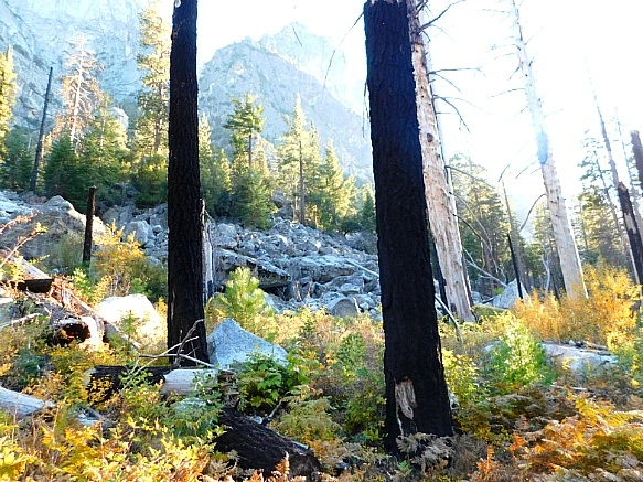 99A33A4A5BDBD9A2114F21