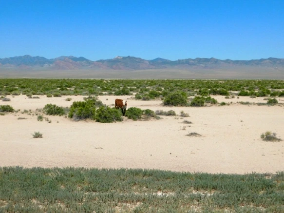 213EE93E576F44C0317849