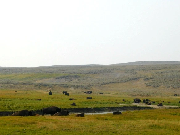 99426F3359AF0FEB2739D8