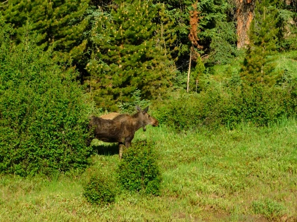 991BE34F5B29F21034D135