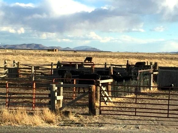 2642A5445701A3980C3B5D